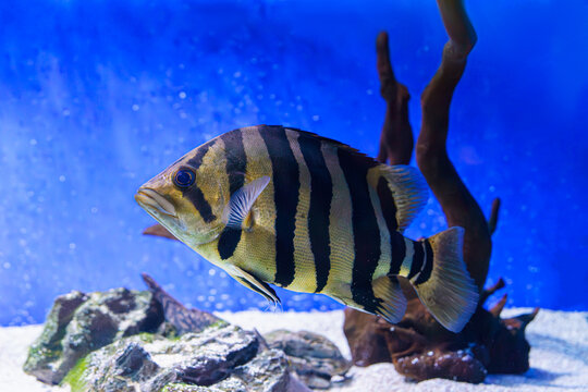 Close up of Siamese tiger fish or Datnoid Tiger fish. Striped tropical fish with black and yellow pattern swimming in blue aquarium water background. Oceanarium, underwater life, aquatic animal