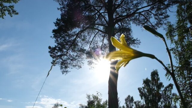 Breathtaking scenery, back lit forest and yellow lily flower. Sunset nature. In the foreground, a bright yellow lily stands out vividly, its petals catching the last warm rays of the sun and glowing 