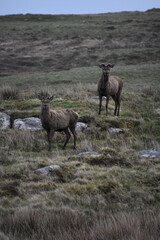 Obraz premium Two Red Deer Perched on a Hillside
