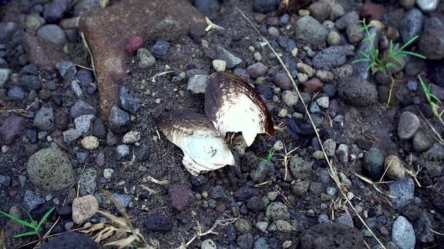 Crushed river clam shells scattered on rocky ground along a sand mining riverbank in Indonesia, Southeast Asia, illustrating the environmental impact on aquatic habitats.