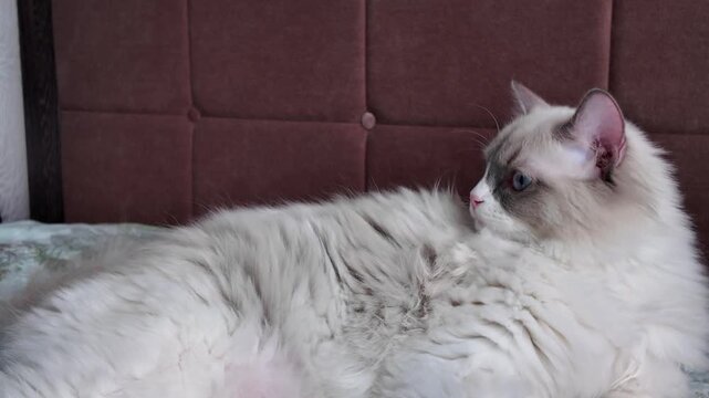 A soft, fluffy Ragdoll cat with blue eyes rests on a bed in a cozy home environment