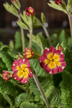 Primrose blooms on the lawn in the garden. Primrose, or Primula (lat. Primula) is a genus of plants from the Primrose family (Primulaceae) of the order Heather (Ericales).