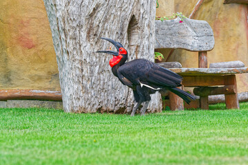 Southern ground hornbill bird standing on green grass near wooden bench and tree trunk © Holger