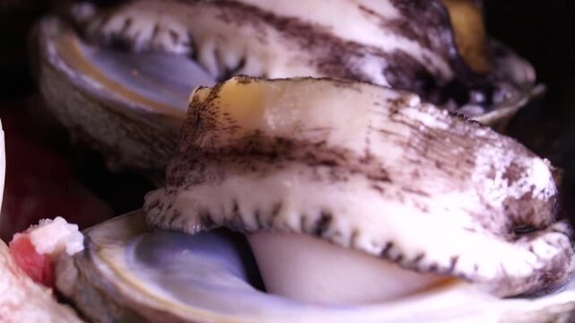 Fresh live abalone used in Korean seafood cuisine K-food