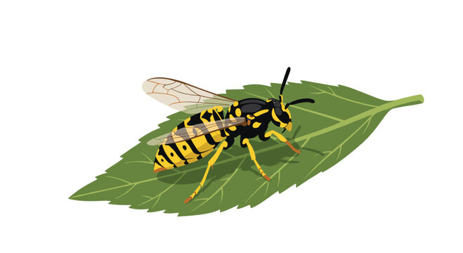A solitary yellow and black striped wasp stands prominently on the surface of a large textured green leaf against a minimalist white background.