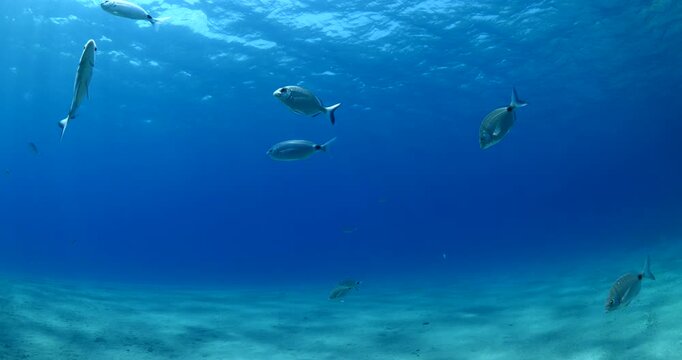 underwater fish scenery from mediterranean  sea breams ocean scenery underwater landscape seabreams  Diplodus sargus 