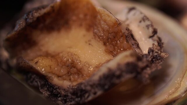 Macro shot of fresh live moving abalone
