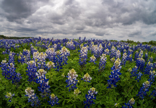 A field of bluebonnets, shot with a fisheye lens, a unique view of the Texas wildflower landscape at Muleshoe Bend Recreation Area in Marble Falls.
