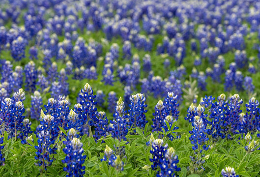 Close view of a field full of bluebonnets at Turkey Bend Recreation Area in Marble Falls, Texas. Lush green foliage and blue flowers.