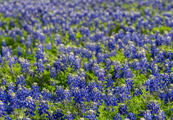 Obraz premium Lush field of Bluebonnets in bloom, Turkey Bend Recreation Area, Marble Falls.
