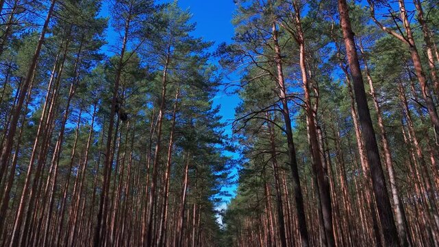Camera flies low between pine trunks with long shadows on ground and blue sky shining through tree canopy