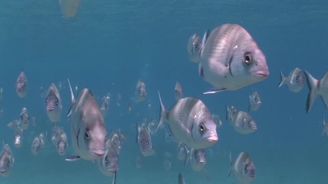 underwater fish scenery from mediterranean  sea breams ocean scenery underwater landscape seabreams  Diplodus sargus 