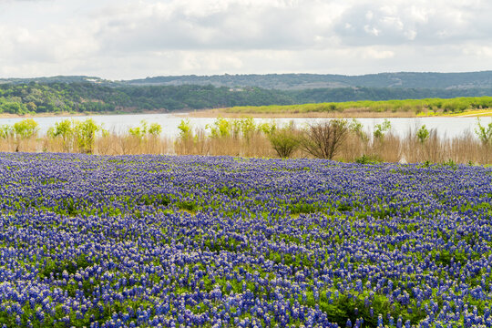 A spring meadow filled with bluebonnet wildflowers near the lake at Turkey Bend Recreation Area in Marble Falls, Texas. Cloudy sky overhead.