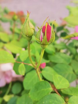 photographie en gros plan d'un bouton de rose rouge qui pousse au sein d'un feuillage de rosier