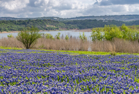 A spring meadow filled with bluebonnet wildflowers near the lake at Turkey Bend Recreation Area in Marble Falls, Texas. Cloudy sky overhead.