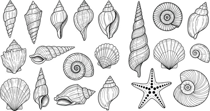 Detailed Sea Shell and Starfish Vector Illustration Set in Hand Drawn Sketch Style Featuring Scallops Conchs and Nautiluses for Nautical and Summer Beach Graphic Design