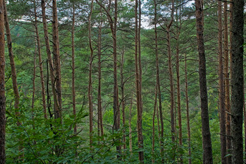 Naklejka premium pine forest with brown tree trunks and green needles in the Hungarian countryside 