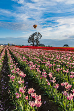 Spring Flowers of Tulips growing and blooming in huge fields and a hot air balloon in the sky.