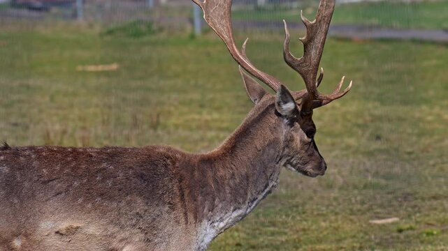 Two fallow deer on grassy field with one large antlered buck and younger animal captured in slow motion with detailed coat patterns