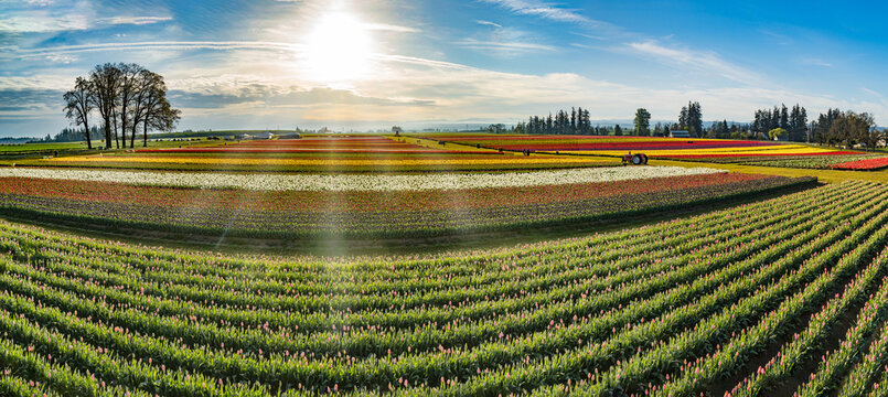 Spring Flowers of Tulips growing and blooming in huge fields and beautiful sky in panoramic format.