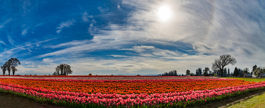 Spring Flowers of Tulips growing and blooming in huge fields and beautiful sky in panoramic format.