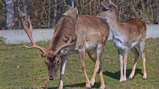 Slow motion close up of fallow deer on green field with visible anatomy antlers and characteristic white spots