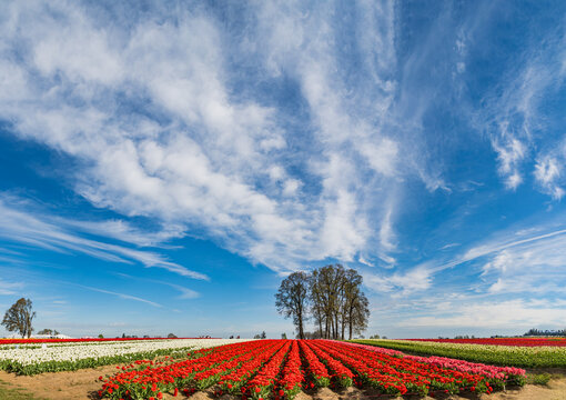 Spring Flowers of Tulips growing and blooming in huge fields and beautiful sky in panoramic format.