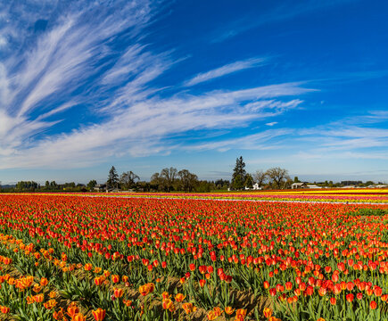 Spring Flowers of Tulips growing and blooming in huge fields and beautiful sky in panoramic format.