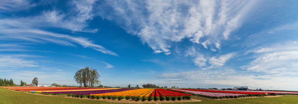 Spring Flowers of Tulips growing and blooming in huge fields and beautiful sky in panoramic format.
