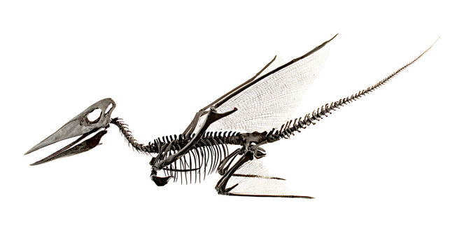Pterosaur skeleton on white background for educational projects and academic promotions