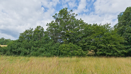 Fototapeta premium Field with yellow dried grass and green forest under grey clouds in the Hungarian countryside. 