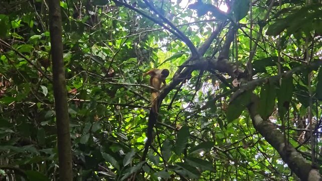 Squirrel monkey mother shaking baby off her back in Costa Rica