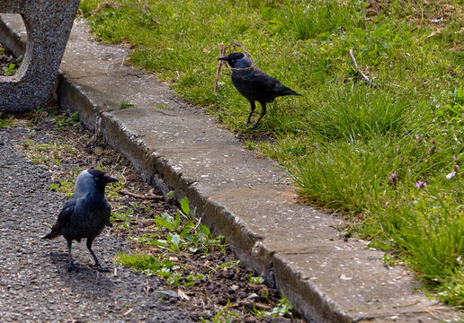 Two black jackdaws, one carrying a twig, on a stone pathway bordered by grass in a park setting with trees in the background