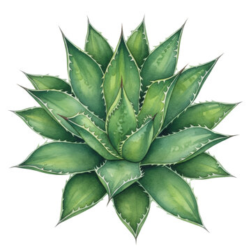 Vibrant agave plant with serrated leaves in shades of emerald and lime green isolated on a transparent background, creating a serene botanical illustration atmosphere