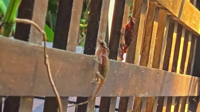 Brown anoles with beating hearts on fence in Costa Rica