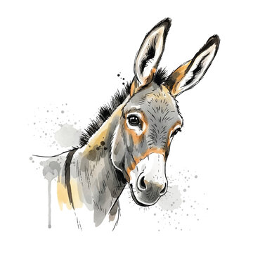 Donkey Face Portrait Animal Closeup.
