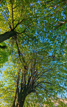 Fresh green tree canopy against blue sky in sunny daytime  