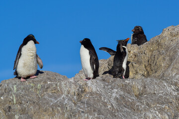 Obraz premium Rockhopper Penguin in Penguin Island,Puerto Deseado, Santa Cruz Province, Patagonia Argentina