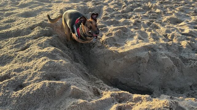 Dog digging in sand on beach, playful pet activity outdoors close up