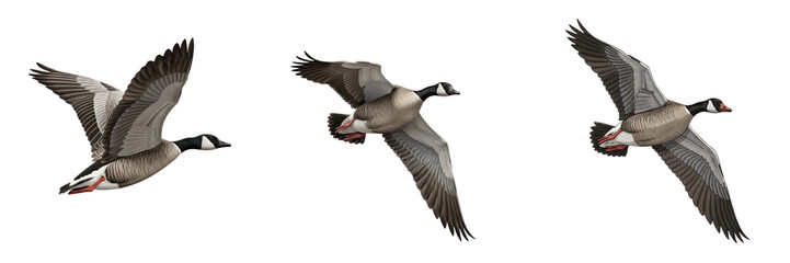 Set and collection of flying goose bird isolated on white transparent png background © Hanoman