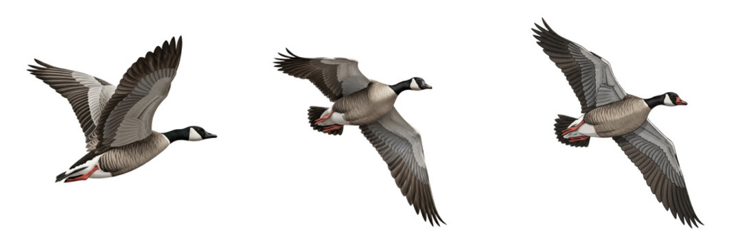 Set and collection of flying goose bird isolated on white transparent png background