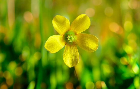 Oxalide cornicul&eacute;e ou Oxalis cornicul&eacute; (Oxalis corniculata)
