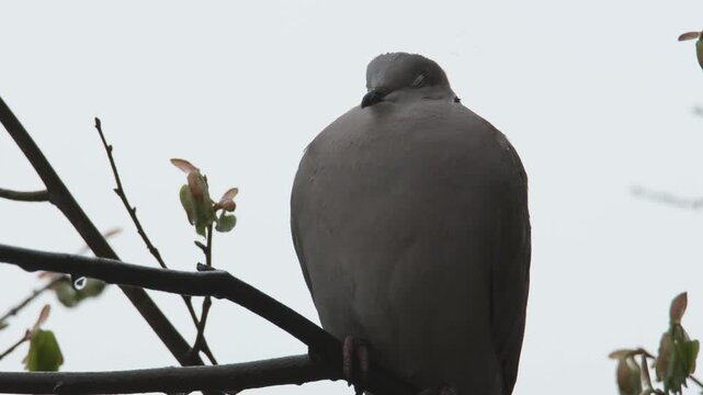 Close-up footage of a Eurasian collared dove perched on a tree branch during light rain, resting peacefully in a natural outdoor environment