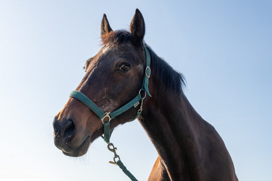 Portrait rapproch&eacute; d'un cheval brun regardant vers l&rsquo;objectif