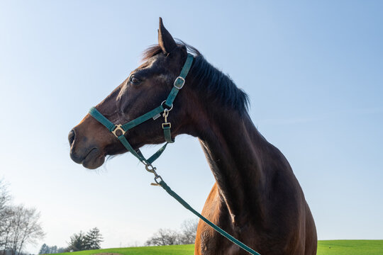 Cheval brun de profil avec paysage rural en arri&egrave;re-plan