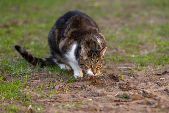 Brechende Katze