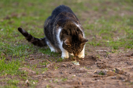 Brechende Katze
