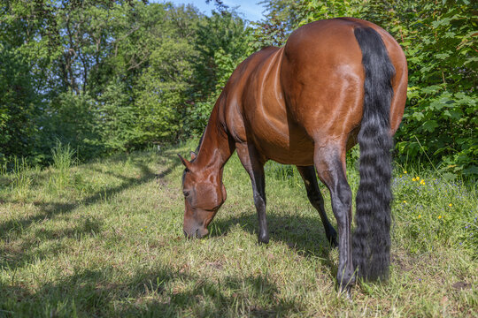 hochtragende grasende braune Stute von schr&auml;g hinten in der Sonne