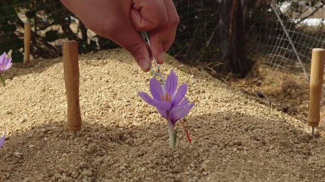 stigmas being pulled from saffron crocus, autumn crocus or Crocus sativus flower Medium Shot from Side Angle