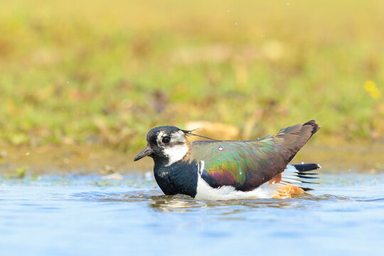 Northern lapwing, Vanellus vanellus, wading bird in a meadow
